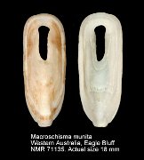 Macroschisma munitum